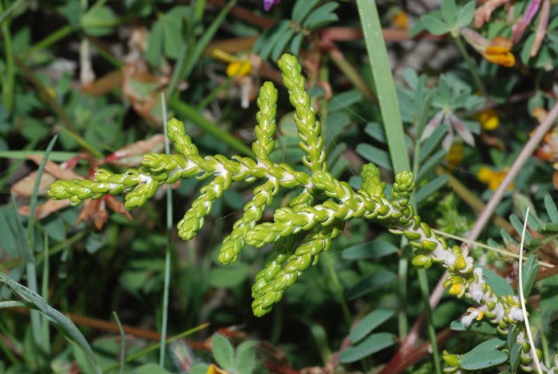 Thymelaea hirsuta / Timelea barbosa